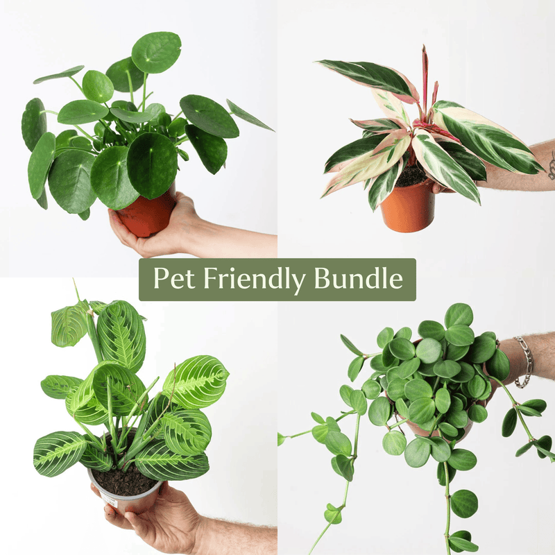 Pet-Friendly Bundle Plant Bundle GrowTropicals
