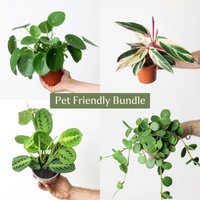Pet-Friendly Bundle