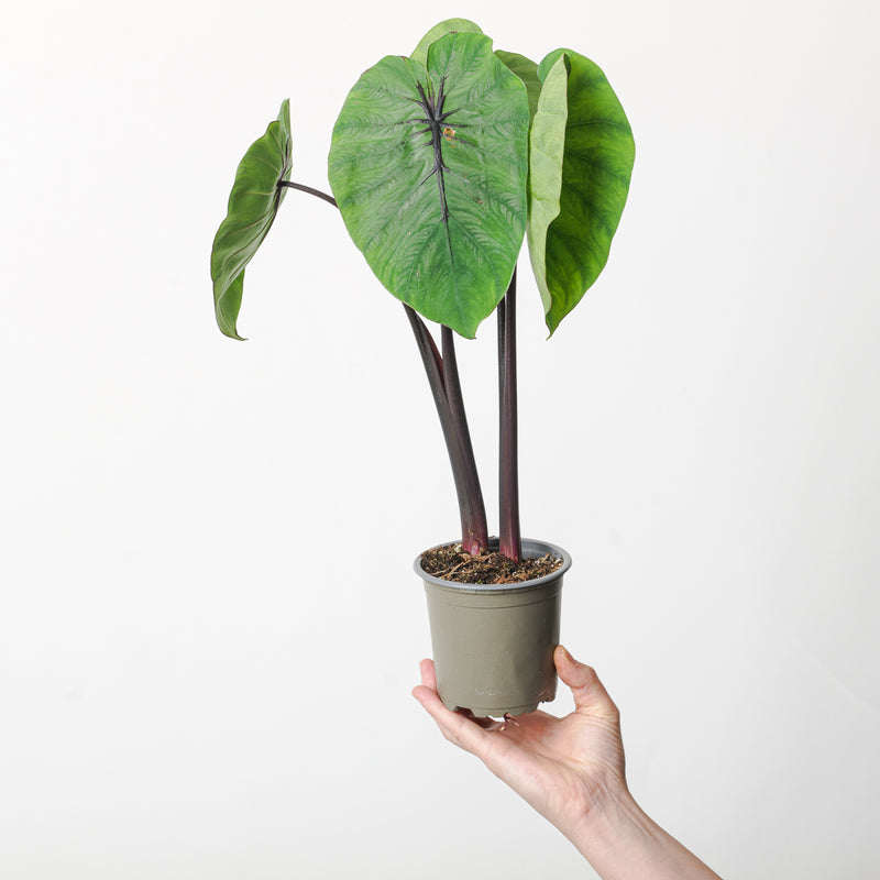 Colocasia Pharoah's Mask Plants GrowTropicals