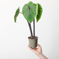 Colocasia Pharoah's Mask