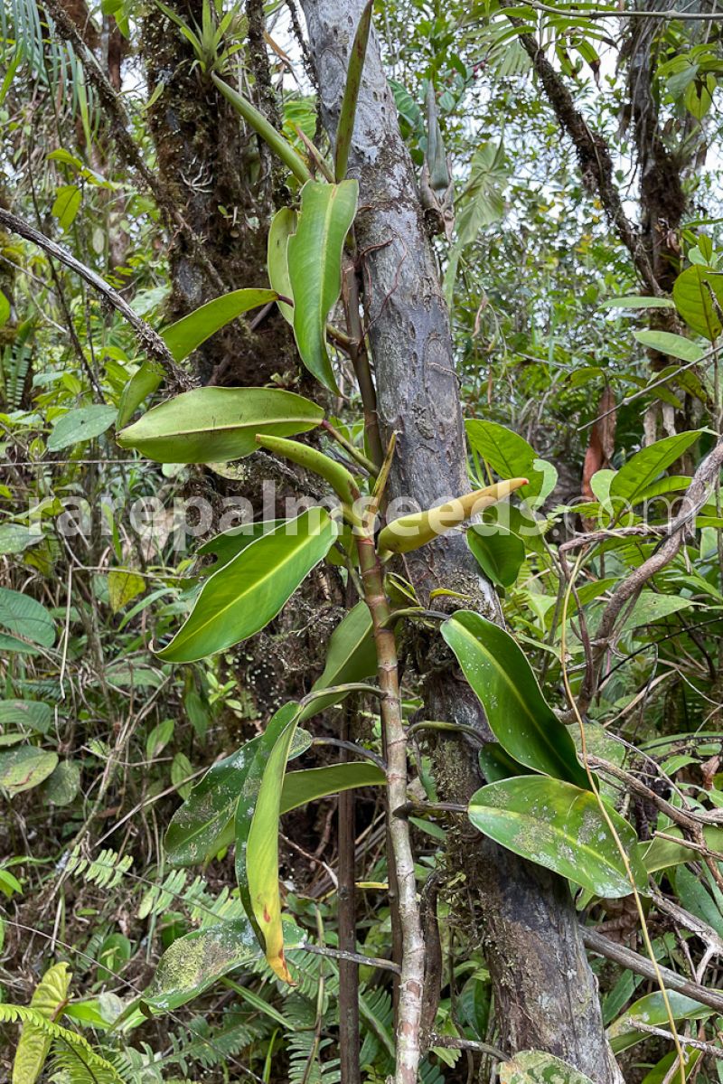 Philodendron bakeri Plants GrowTropicals
