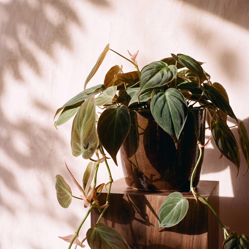 Philodendron micans Plants GrowTropicals