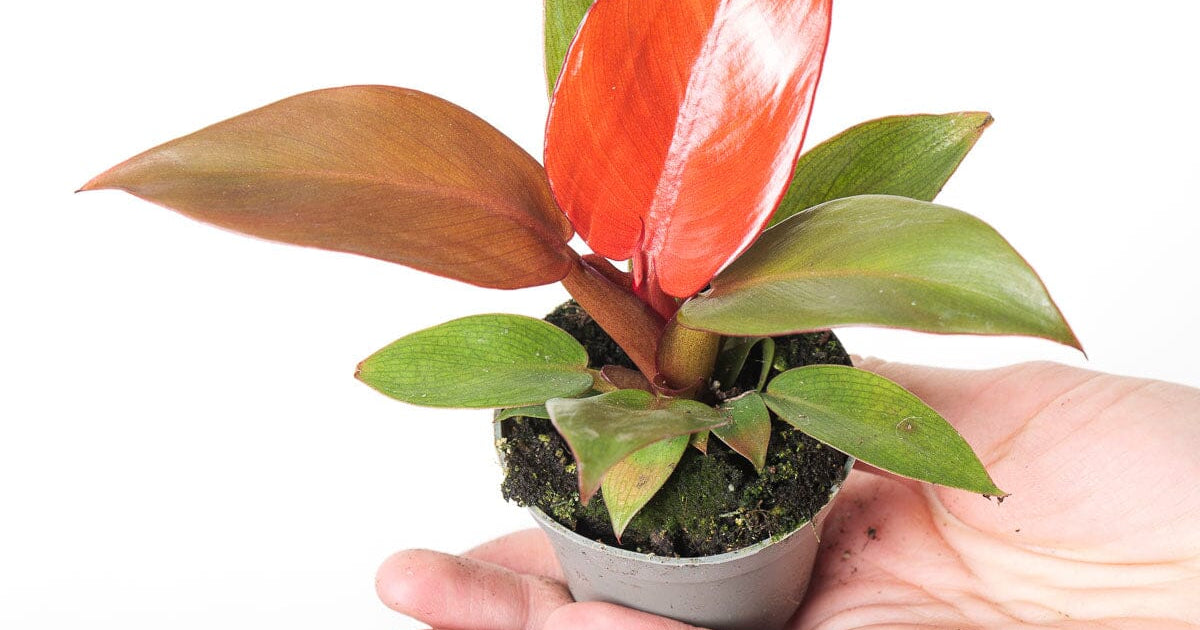 red emerald philodendron flower Philodendron Red Sun | Plants