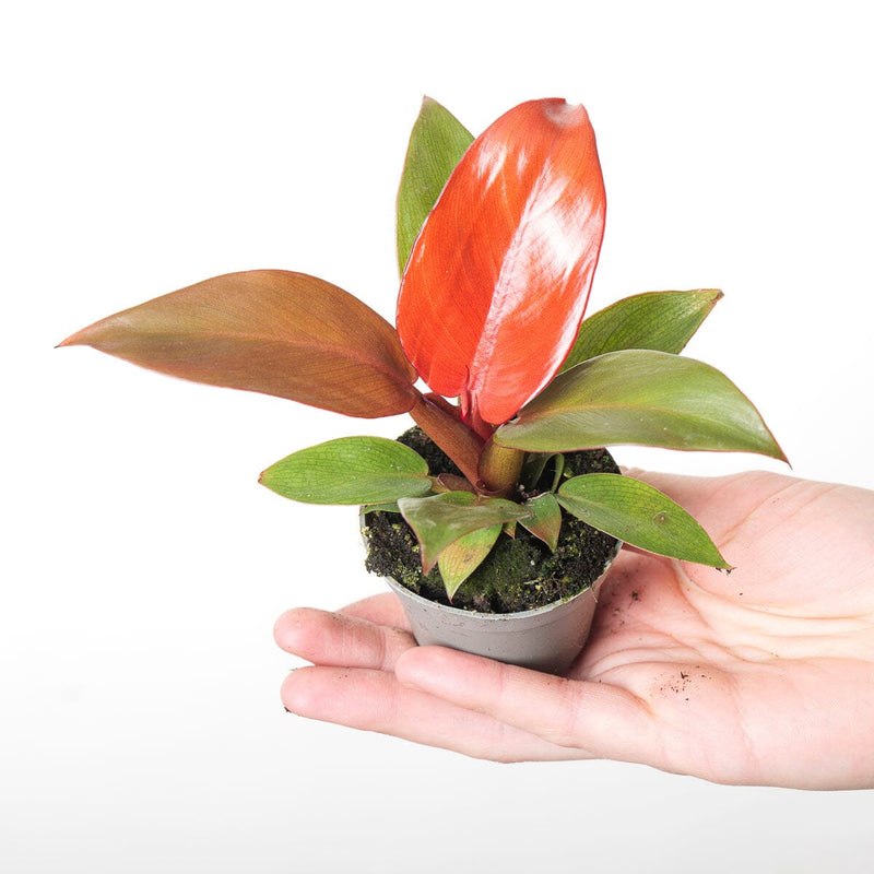 Philodendron Red Sun 6cm Plants GrowTropicals