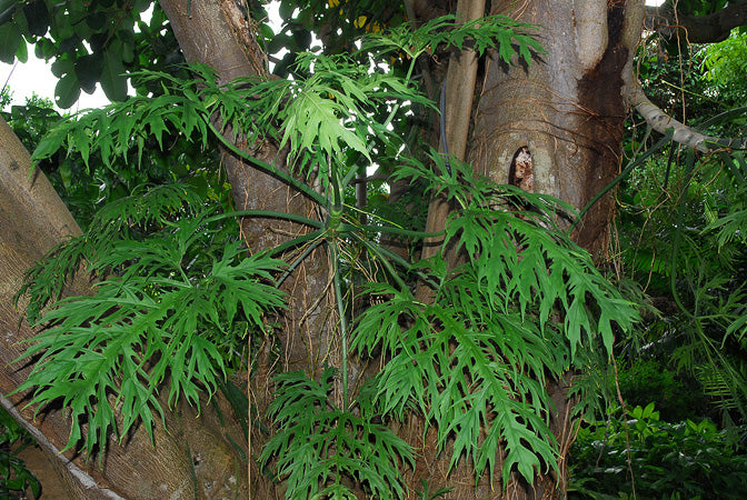 Philodendron Warscewiczii Plants GrowTropicals
