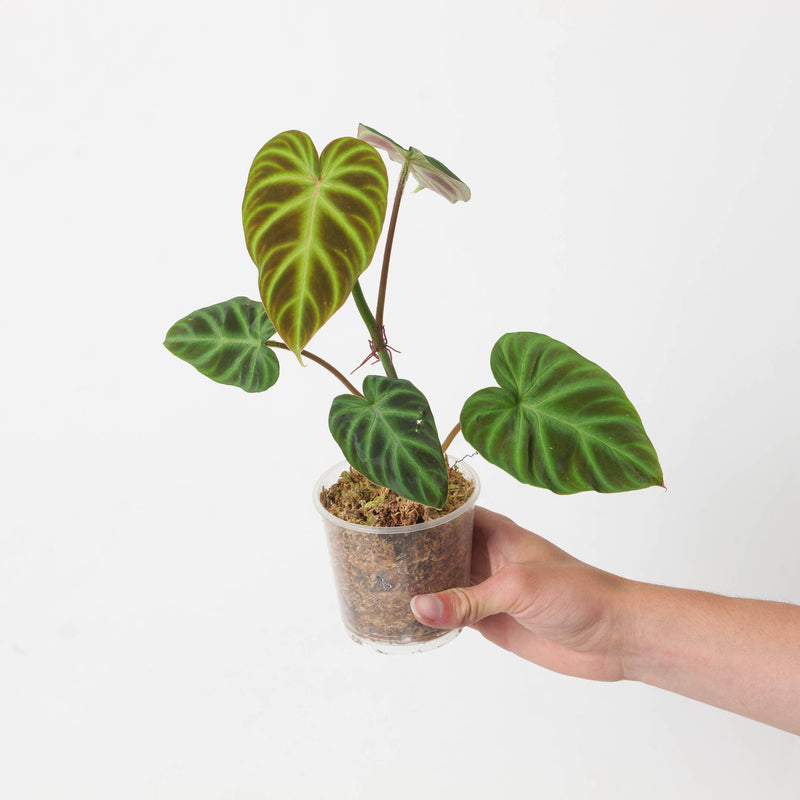 Philodendron verrucosum 'Type' Plants GrowTropicals
