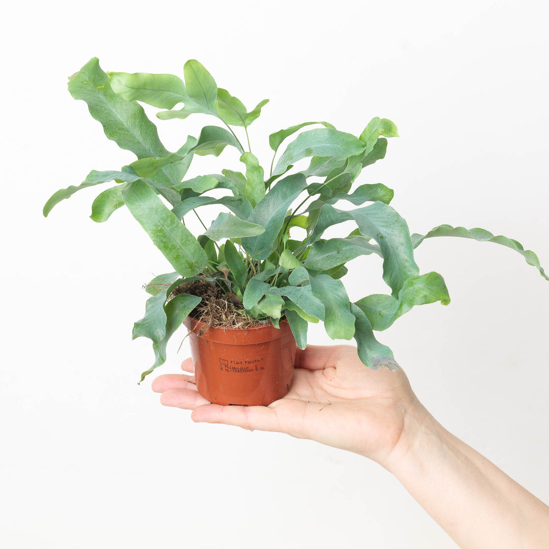 blue star fern best planting mix Phlebodium aureum
