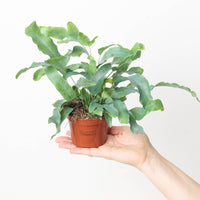Phlebodium aureum - Blue Star Fern