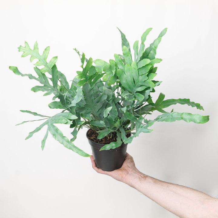 Phlebodium aureum - Blue Star Fern 14cm Plants GrowTropicals