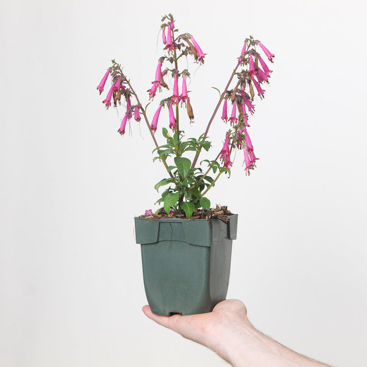 Phygelius x rectus 'Candy Drops Rose' (Cape Figwort)