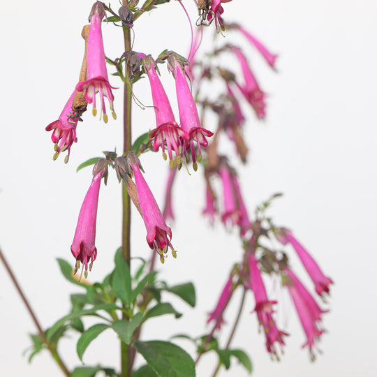 Phygelius x rectus 'Candy Drops Rose' (Cape Figwort)