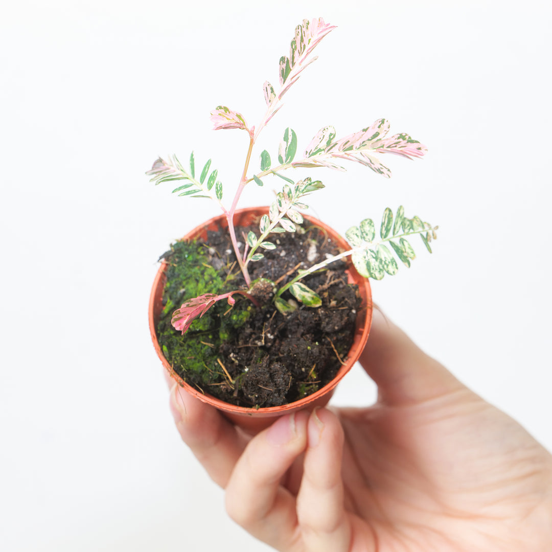 Phyllanthus urinaria variegated Plants GrowTropicals
