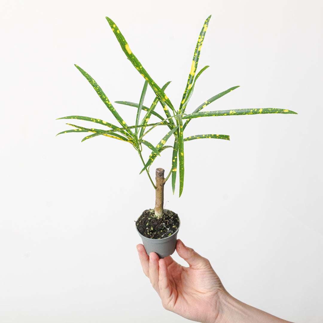 Codiaeum variegatum var. pictum - GROW TROPICALS
