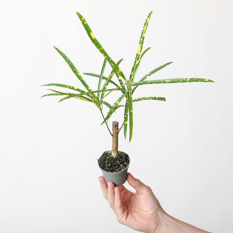 Codiaeum variegatum var. pictum Plants GrowTropicals