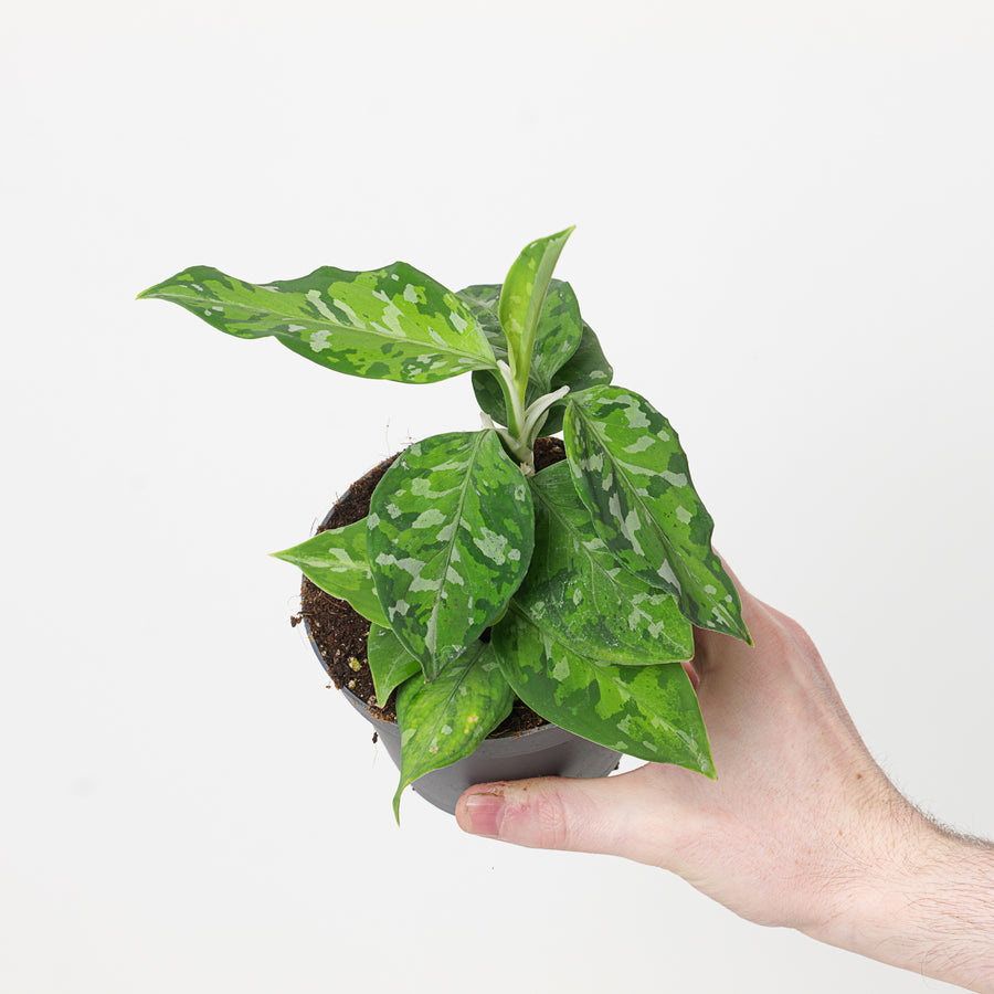 Aglaonema pictum Tricolor 10cm Plants GrowTropicals