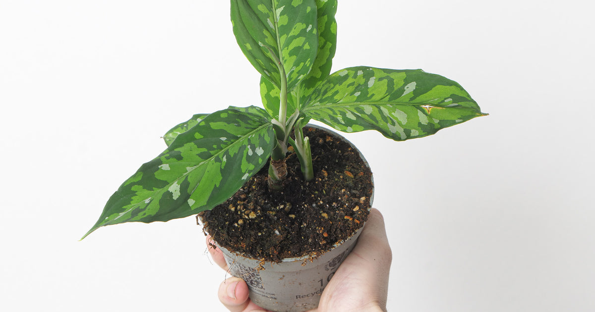 aglaonema pictum tricolor tissue culture Aglaonema pictum Tricolor | Plants