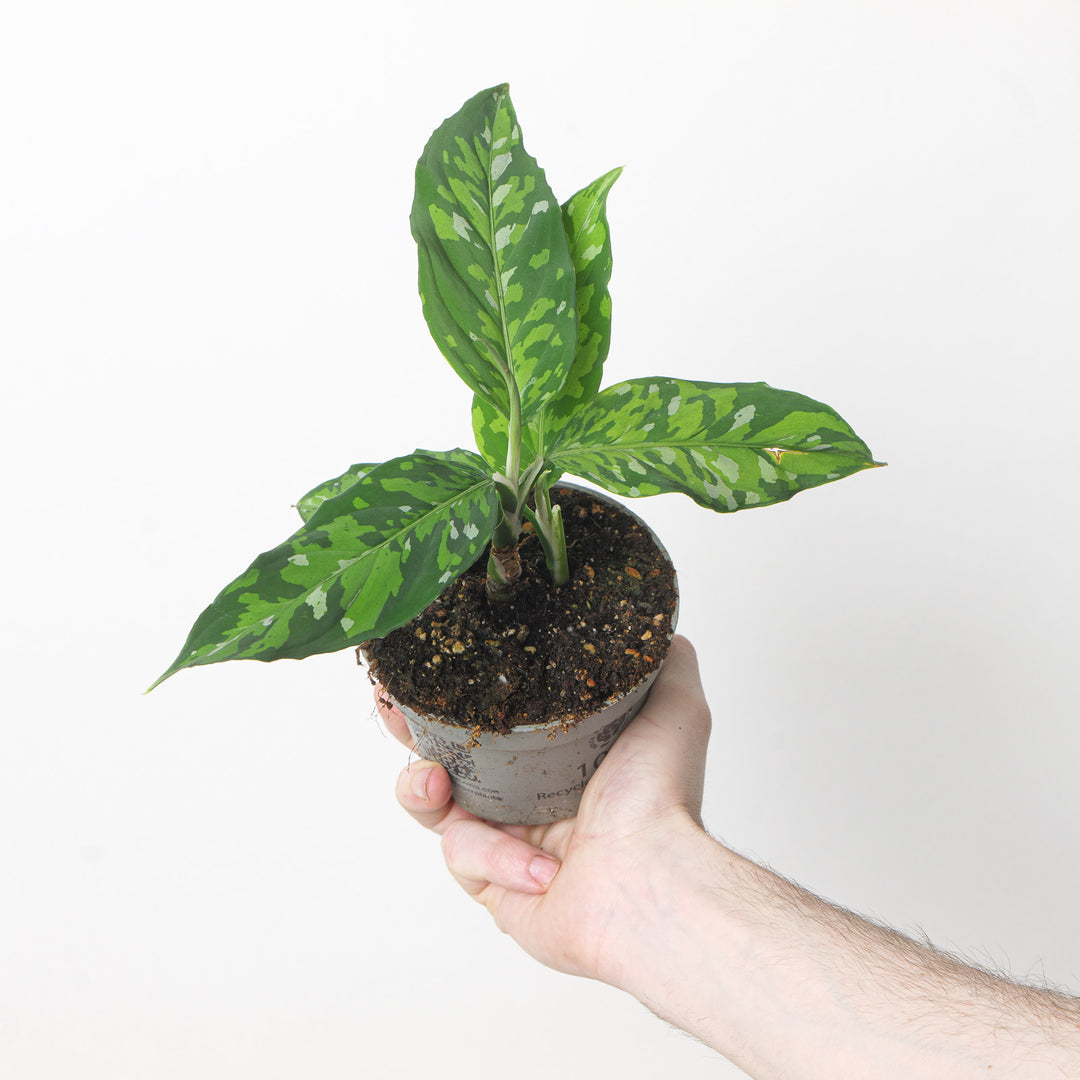 Aglaonema pictum Tricolor 10cm Plants GrowTropicals
