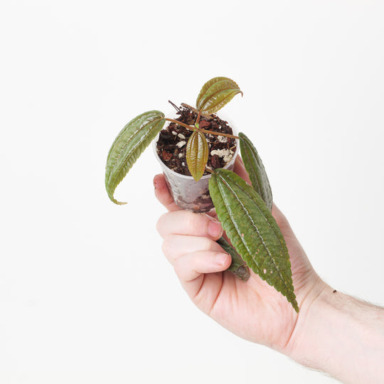 Pilea grandifolia 'Coral' Plants GrowTropicals