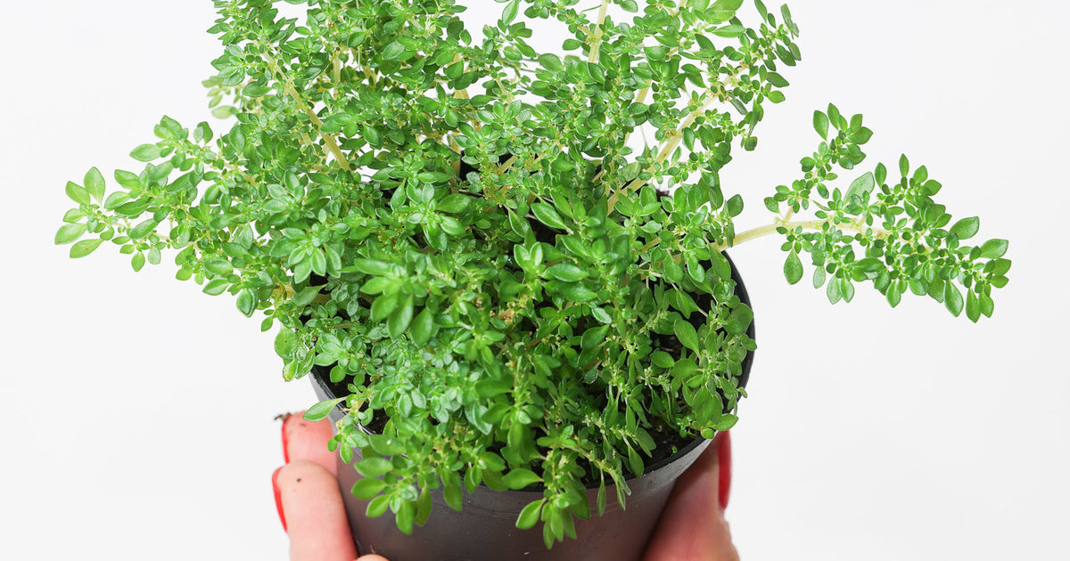 indoor artillery plant Pilea microphylla | Plants
