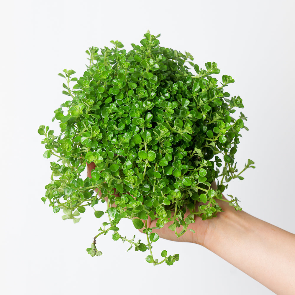 Pilea Bundle - GROW TROPICALS