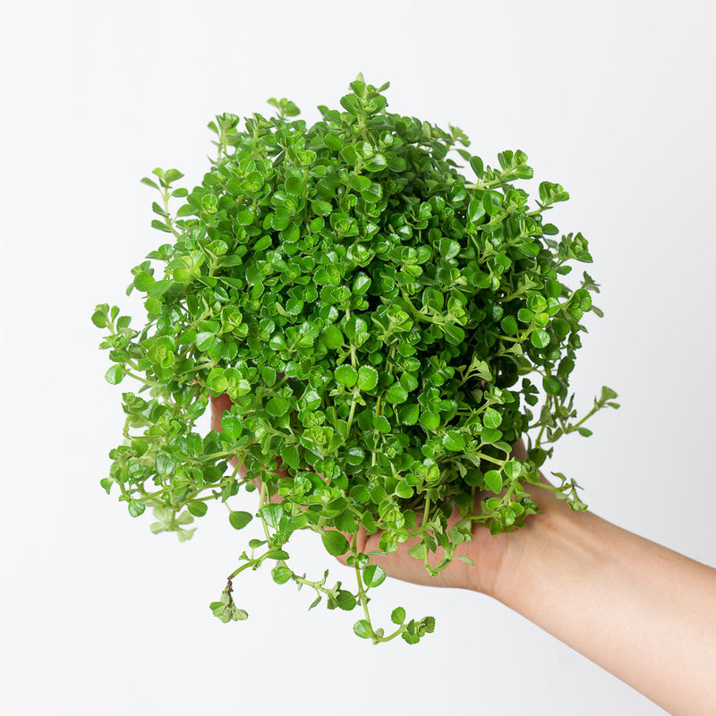 Pilea Bundle Plant Bundle GrowTropicals