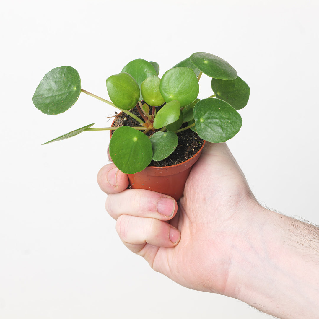 Pilea peperomioides (Chinese Money Plant) 6cm Plants GrowTropicals