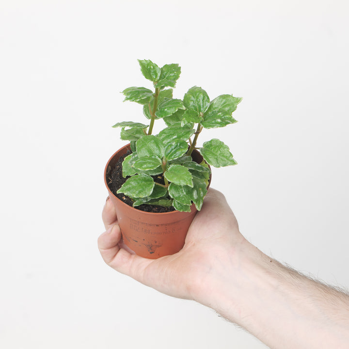 Pilea cadierei 'Aluminimum Plant' 8.5cm Plants GrowTropicals