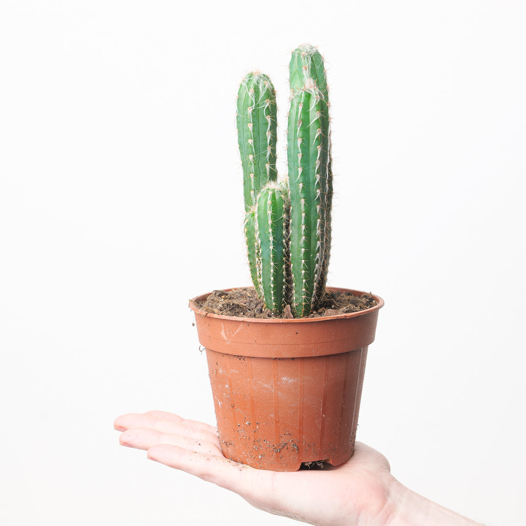 Pilosocereus glaucochrous - GROW TROPICALS