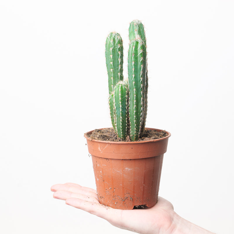 Pilosocereus glaucochrous 12cm Plants GrowTropicals