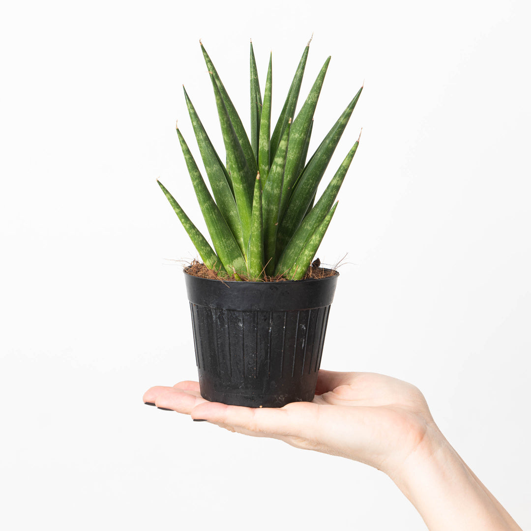 pineapple succulent plant Sansevieria trifasciata 'Pineapple' | Plants