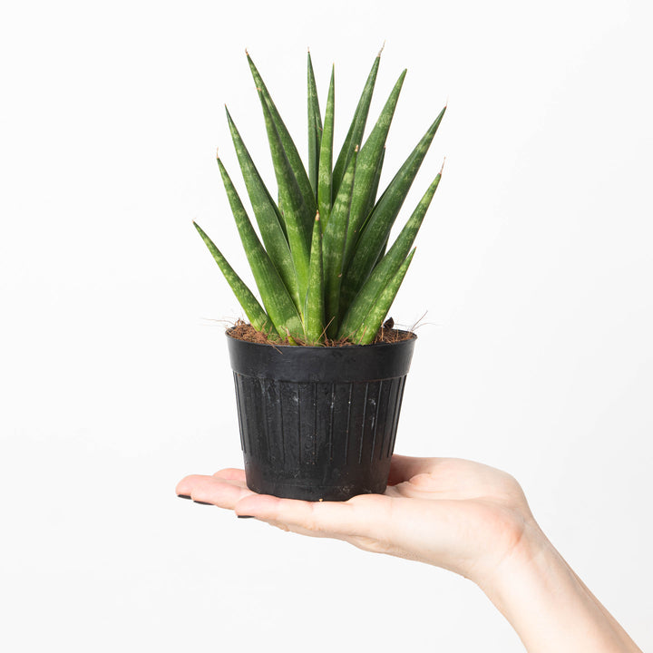 Sansevieria trifasciata 'Pineapple' - GROW TROPICALS