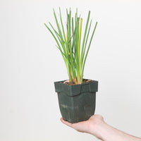 Kniphofia 'Pineapple Popsicle'