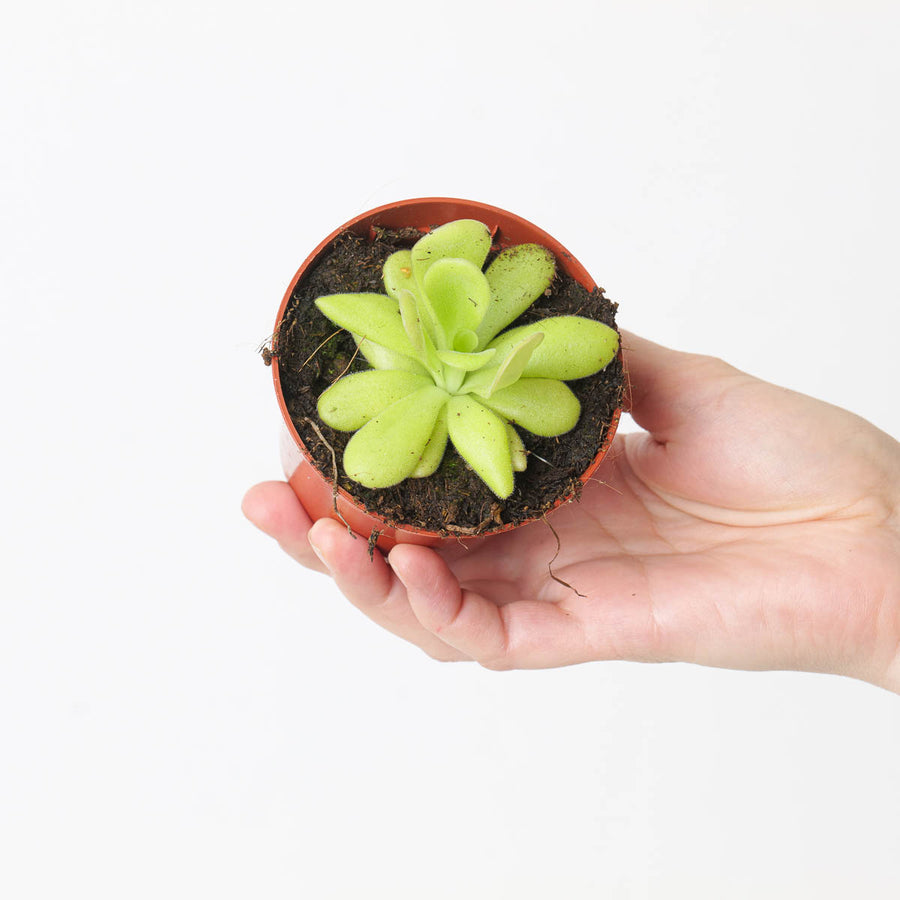 Pinguicula agnata - GROW TROPICALS