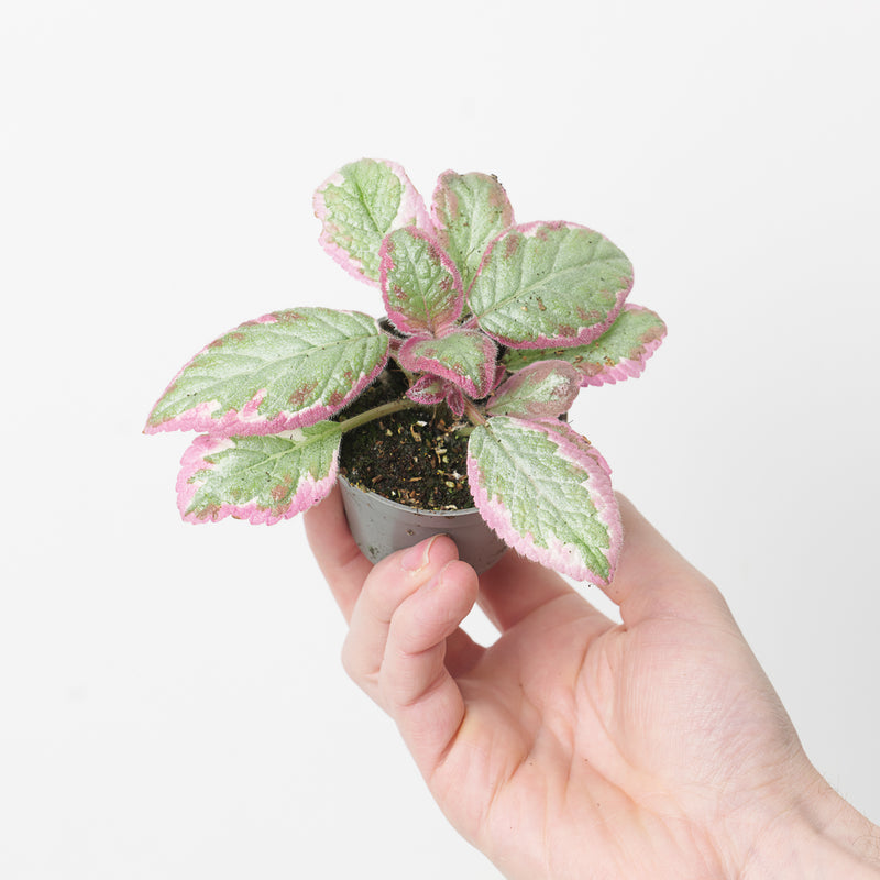 Episcia Pink Brocade — 6cm
