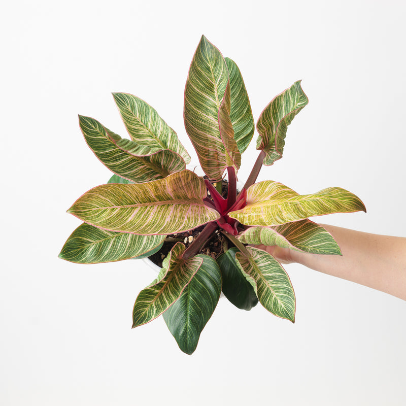 Philodendron birkin 'Pink' 19cm XL Plants GrowTropicals