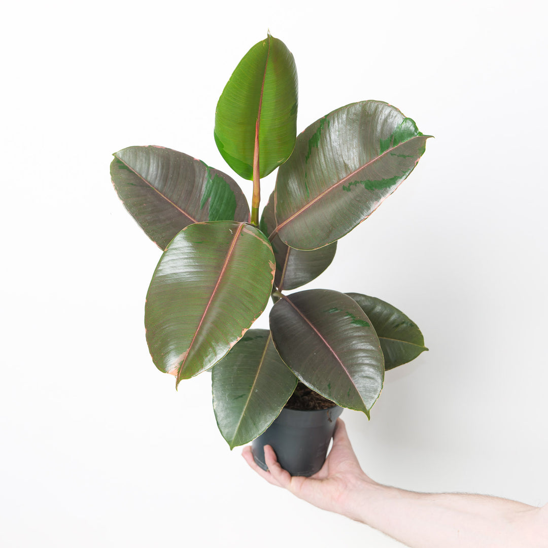 Ficus elastica 'Pink Camouflage' Plants GrowTropicals