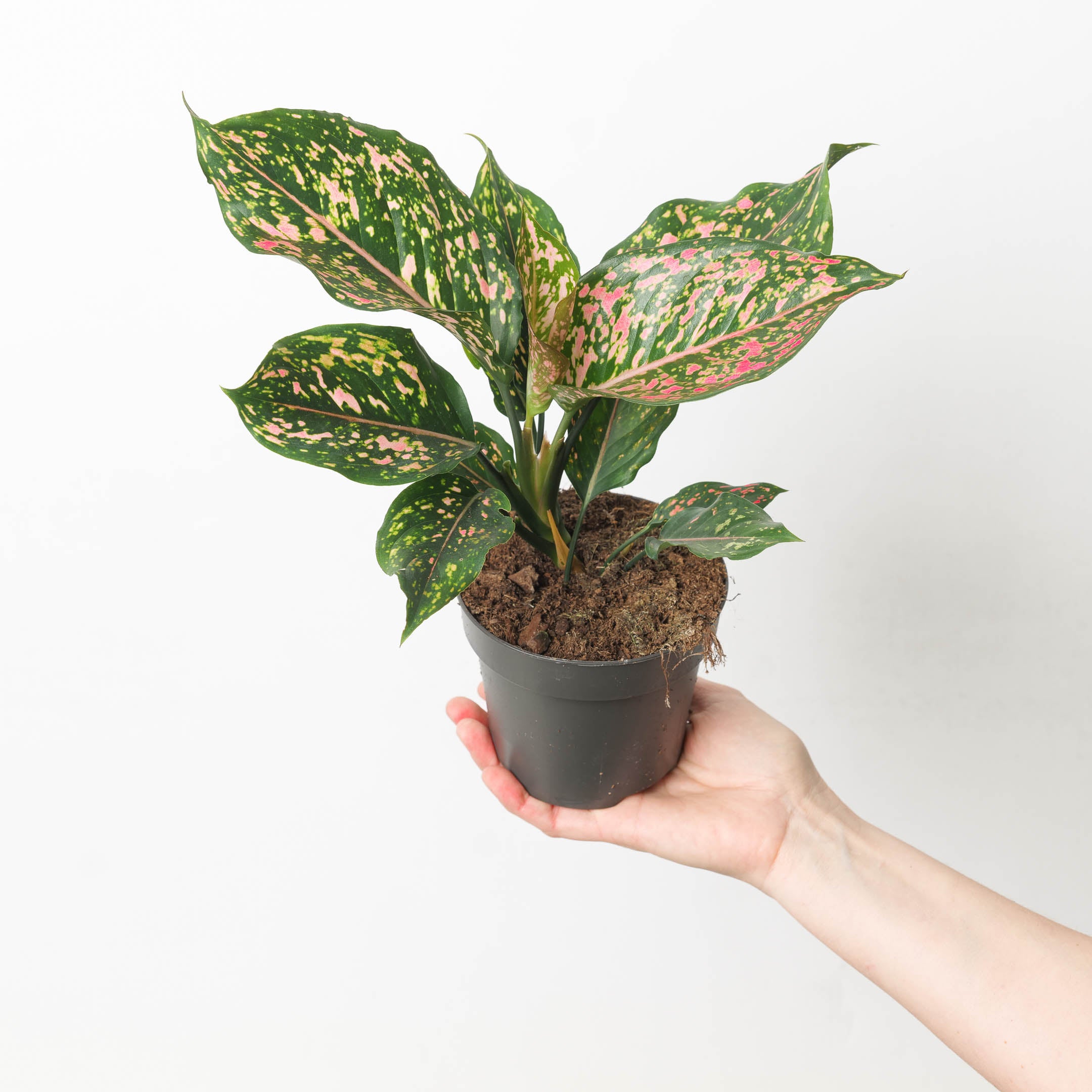 aglaonema pink spot Aglaonema 'Pink Leopard' | Plants
