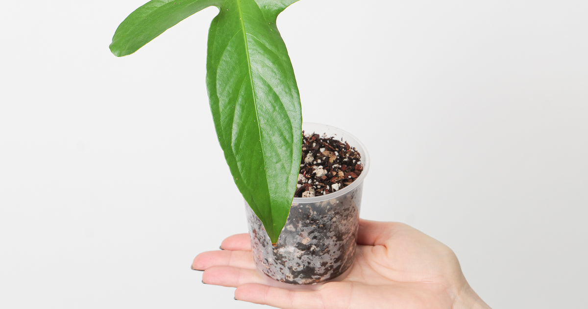 Anthurium pinkleyi | Plants