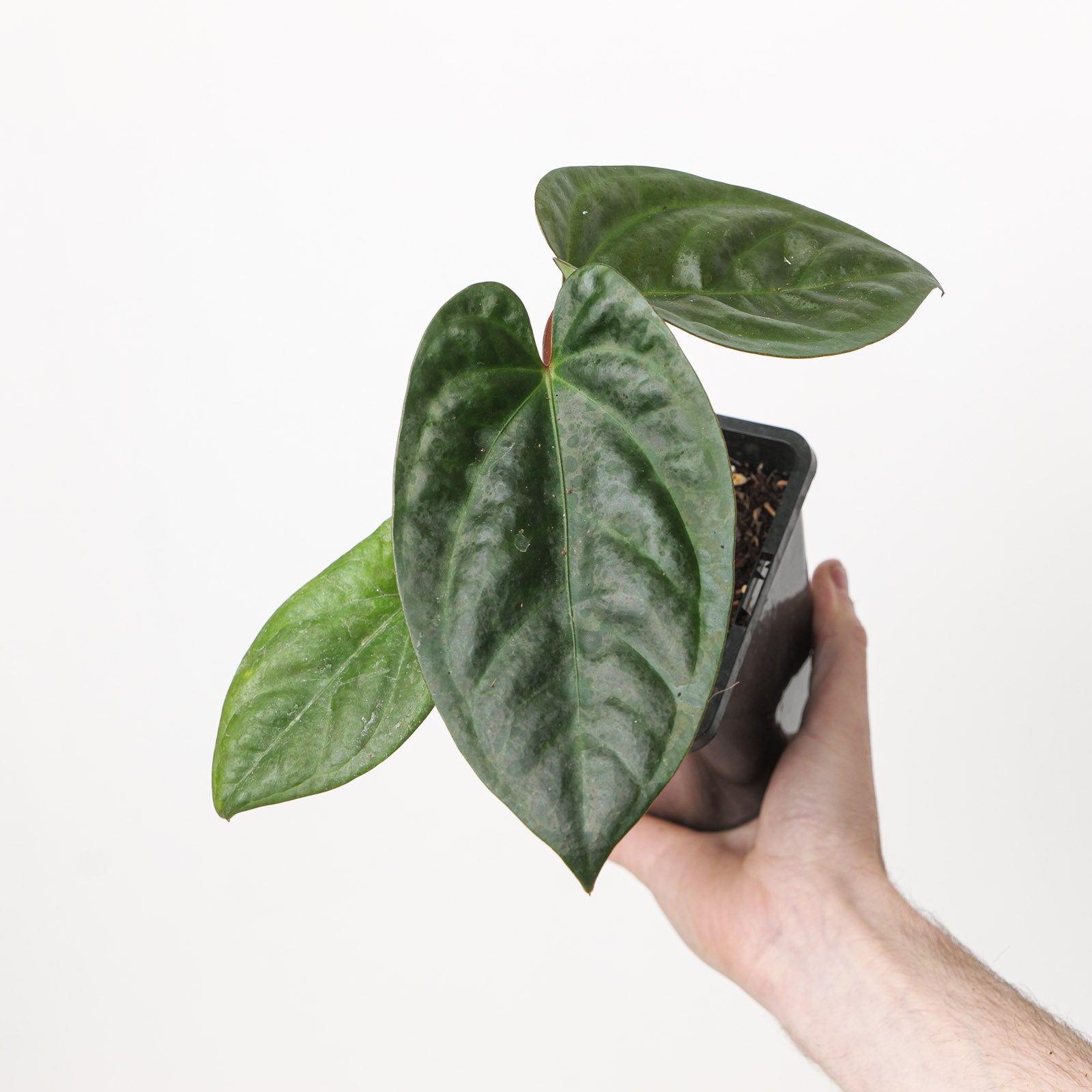 Anthurium papillilaminum × pinkleyi | Grow Tropicals
