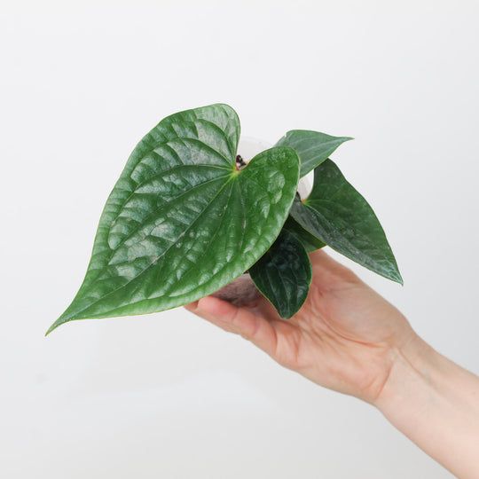 Anthurium (pinkleyi x luxurians) x luxurians Plants GrowTropicals