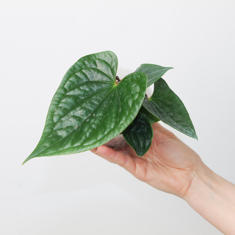 Anthurium (pinkleyi x luxurians) x luxurians Plants GrowTropicals