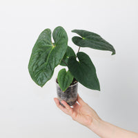 Anthurium (pinkleyi x luxurians) x papilillaminum GY