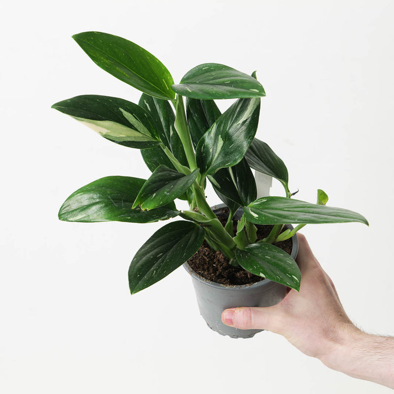 Monstera Standleyana — 13cm
