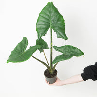 Alocasia 'Little Zebrina'