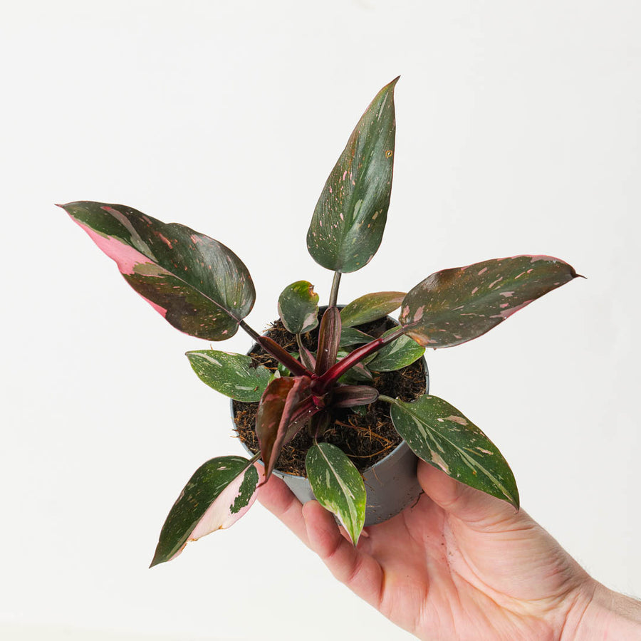 Philodendron Pink Princess 'Marble' - GROW TROPICALS