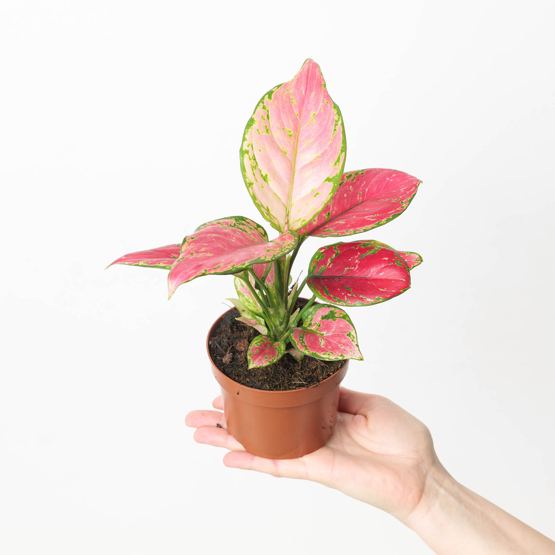 Aglaonema Pink Star - GROW TROPICALS