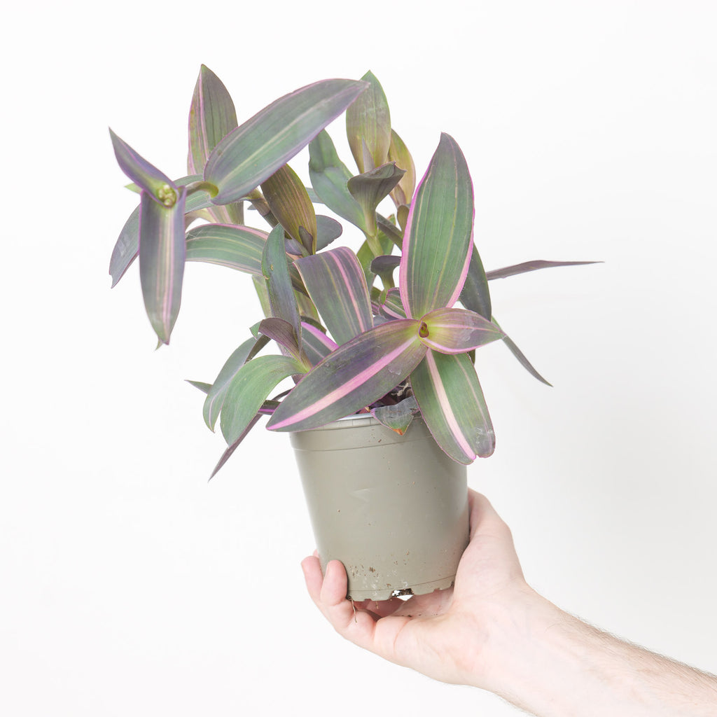 house plant pink stripes Tradescantia pallida 'Pink Stripe' | Plants