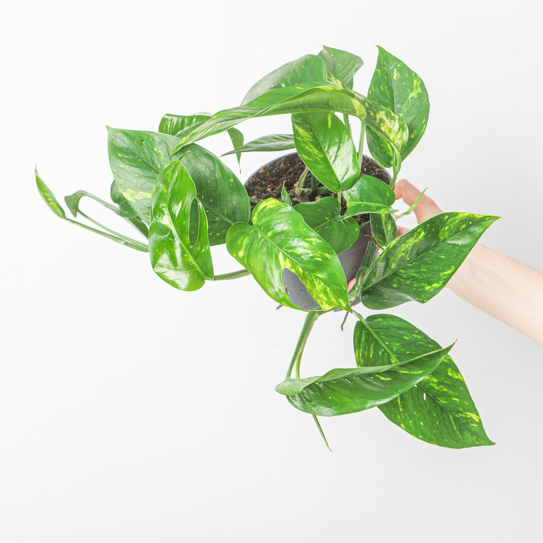 Epipremnum pinnatum ‘Aureum Variegated’ | Epipremnum Goldfinger 17cm Plants GrowTropicals