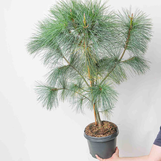 Pinus wallichiana 23cm / 5L Plants - Outdoor GROW TROPICALS