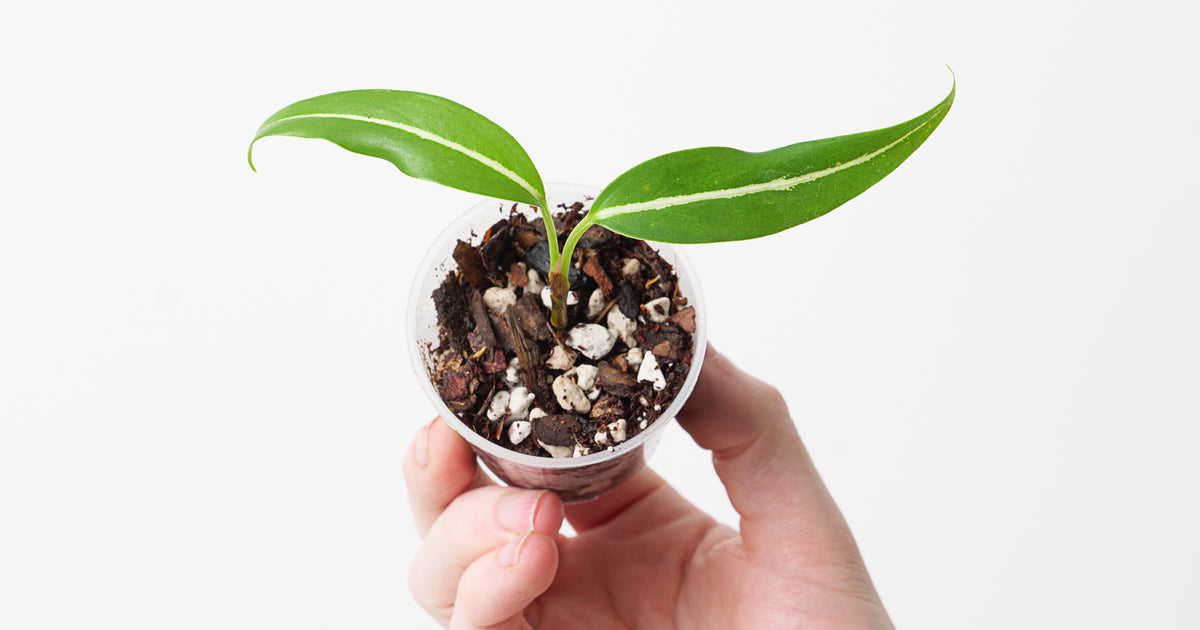 aglaonema vittatum Aglaonema vittatum 'Pinwheel' | Plants